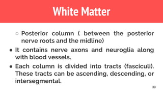 30
White Matter
○ Posterior column ( between the posterior
nerve roots and the midline)
● It contains nerve axons and neuroglia along
with blood vessels.
● Each column is divided into tracts (fasciculi).
These tracts can be ascending, descending, or
intersegmental.
 