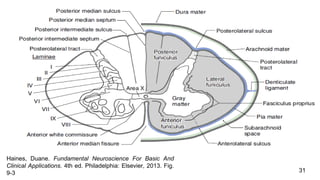 31
Haines, Duane. Fundamental Neuroscience For Basic And
Clinical Applications. 4th ed. Philadelphia: Elsevier, 2013. Fig.
9-3
 