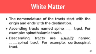 32
White Matter
● The nomenclature of the tracts start with the
origin and ends with the destination.
● Ascending tracts named spino_____ tract. For
example: spinothalamic tracts.
● Descending tracts are usually named
_____spinal tract. For example: corticospinal
tract.
 