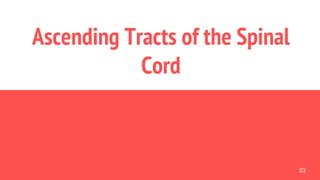 33
Ascending Tracts of the Spinal
Cord
 