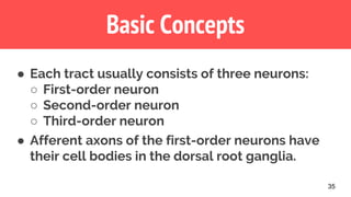 35
Basic Concepts
● Each tract usually consists of three neurons:
○ First-order neuron
○ Second-order neuron
○ Third-order neuron
● Afferent axons of the first-order neurons have
their cell bodies in the dorsal root ganglia.
 