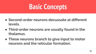 36
Basic Concepts
● Second-order neurons decussate at different
levels.
● Third-order neurons are usually found in the
thalamus.
● These neurons branch to give input to motor
neurons and the reticular formation.
 