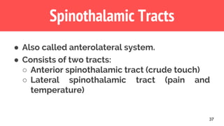 37
Spinothalamic Tracts
● Also called anterolateral system.
● Consists of two tracts:
○ Anterior spinothalamic tract (crude touch)
○ Lateral spinothalamic tract (pain and
temperature)
 