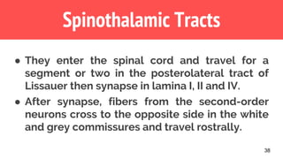 38
Spinothalamic Tracts
● They enter the spinal cord and travel for a
segment or two in the posterolateral tract of
Lissauer then synapse in lamina I, II and IV.
● After synapse, fibers from the second-order
neurons cross to the opposite side in the white
and grey commissures and travel rostrally.
 
