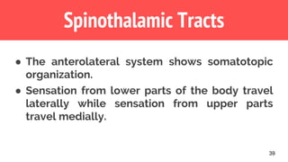 39
Spinothalamic Tracts
● The anterolateral system shows somatotopic
organization.
● Sensation from lower parts of the body travel
laterally while sensation from upper parts
travel medially.
 