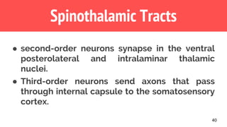 40
Spinothalamic Tracts
● second-order neurons synapse in the ventral
posterolateral and intralaminar thalamic
nuclei.
● Third-order neurons send axons that pass
through internal capsule to the somatosensory
cortex.
 