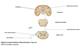 42
Eljack’s Lecture Notes in Neuroscience. Fig. 8-4
©2015 all rights reserved
 