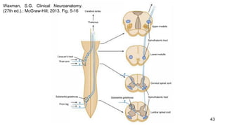 43
Waxman, S.G. Clinical Neuroanatomy.
(27th ed.).: McGraw-Hill; 2013. Fig. 5-16
 