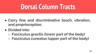44
Dorsal Column Tracts
● Carry fine and discriminative touch, vibration,
and proprioception.
● Divided into:
○ Fasciculus gracilis (lower part of the body)
○ Fasciculus cuneatus (upper part of the body)
 
