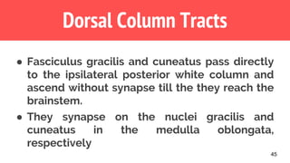 45
Dorsal Column Tracts
● Fasciculus gracilis and cuneatus pass directly
to the ipsilateral posterior white column and
ascend without synapse till the they reach the
brainstem.
● They synapse on the nuclei gracilis and
cuneatus in the medulla oblongata,
respectively
 