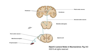 47
Eljack’s Lecture Notes in Neuroscience. Fig. 8-3
©2015 all rights reserved
 