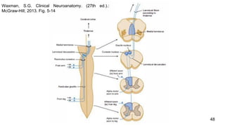 48
Waxman, S.G. Clinical Neuroanatomy. (27th ed.).:
McGraw-Hill; 2013. Fig. 5-14
 