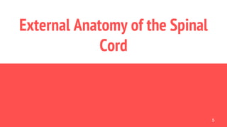 External Anatomy of the Spinal
Cord
5
 