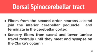 50
Dorsal Spinocerebellar tract
● Fibers from the second-order neurons ascend
join the inferior cerebellar peduncle and
terminate in the cerebellar cortex.
● Sensory fibers from sacral and lower lumbar
travel rostrally until they meet and synapse on
the Clarke’s column.
 