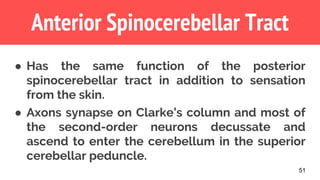 51
Anterior Spinocerebellar Tract
● Has the same function of the posterior
spinocerebellar tract in addition to sensation
from the skin.
● Axons synapse on Clarke’s column and most of
the second-order neurons decussate and
ascend to enter the cerebellum in the superior
cerebellar peduncle.
 
