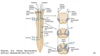 52
Waxman, S.G. Clinical Neuroanatomy.
(27th ed.).: McGraw-Hill; 2013. Fig. 5-17
 