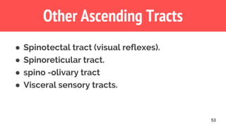 53
Other Ascending Tracts
● Spinotectal tract (visual reflexes).
● Spinoreticular tract.
● spino -olivary tract
● Visceral sensory tracts.
 