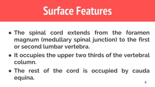 Surface Features
● The spinal cord extends from the foramen
magnum (medullary spinal junction) to the first
or second lumbar vertebra.
● It occupies the upper two thirds of the vertebral
column.
● The rest of the cord is occupied by cauda
equina.
6
 