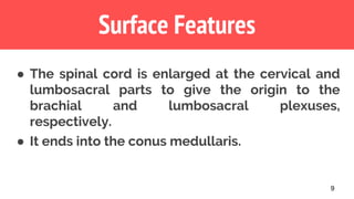 9
Surface Features
● The spinal cord is enlarged at the cervical and
lumbosacral parts to give the origin to the
brachial and lumbosacral plexuses,
respectively.
● It ends into the conus medullaris.
 