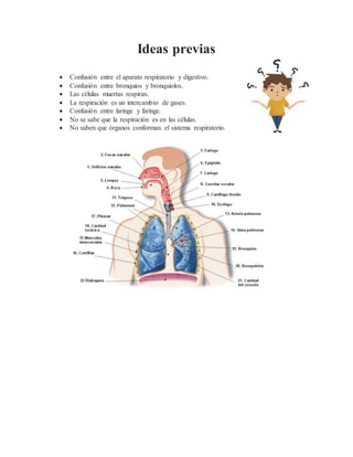 Ideas previas
 Confusión entre el aparato respiratorio y digestivo.
 Confusión entre bronquios y bronquiolos.
 Las células muertas respiran.
 La respiración es un intercambio de gases.
 Confusión entre laringe y faringe.
 No se sabe que la respiración es en las células.
 No saben que órganos conforman el sistema respiratorio.
 