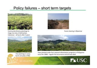 Policy failures – short term targets
Community forestry plantings Ex
mega rice area in Kalimantan,
Indonesia – all burnt a...