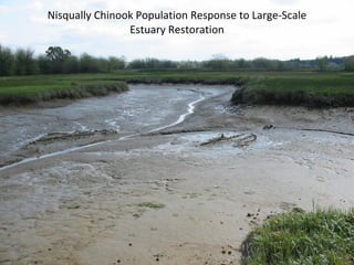 Nisqually Chinook Population Response to Large-Scale Estuary Restoration 