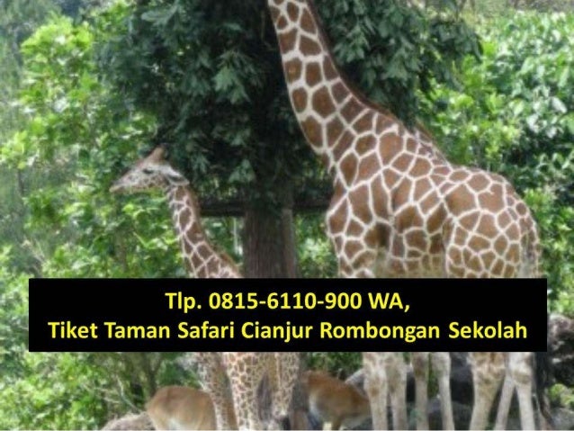 Tlp 0815 6110 900 Wa Tiket Taman Safari Cianjur Rombongan