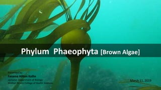 Phylum Phaeophyta [Brown Algae]
Presented by:
Fasama Hilton Kollie
Lecturer, Department of Biology
Mother Patern College of Health Sciences
March 11, 2019
 