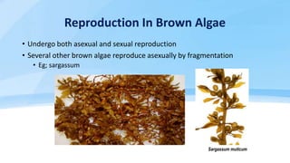 • Sexual reproduction is common and associated with gametes
• They have a life cycle in which there is an alternation of
h...