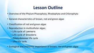 Lesson Outline
• Overview of the Phylum Phaeophyta, Rhodophyta and Chlorophyta
• General characteristics of brown, red and...