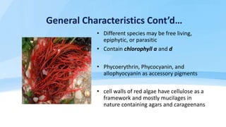 • Filamentous structure
• Pseudoparenchymatous
• Apical growth, Complex oogamy
(triphasic)
• Eg: Gracilaria, Ceramiales et...