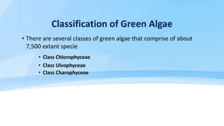 Class Chlorophyceae Cont’d…
• In sexual reproduction, daughter cells are gametes
• Gametes are Isogametes and are designat...