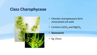 Phylum Phaeophyta, Rhodophyta & Chlorophyta -  Multicellular aglae