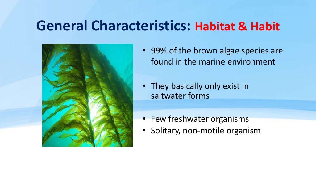Phylum Phaeophyta, Rhodophyta & Chlorophyta Multicellular aglae