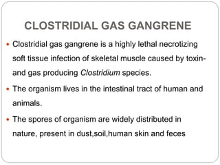 CLOSTRIDIAL GAS GANGRENE
 Clostridial gas gangrene is a highly lethal necrotizing
soft tissue infection of skeletal muscl...