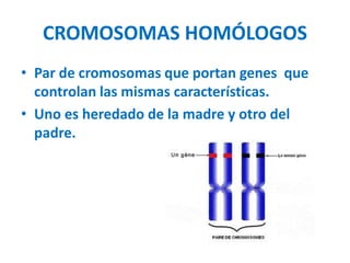 CROMOSOMAS HOMÓLOGOS
• Par de cromosomas que portan genes que
controlan las mismas características.
• Uno es heredado de la madre y otro del
padre.
 