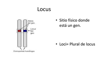 Locus
• Sitio físico donde
está un gen.
• Loci= Plural de locus
 