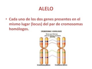 ALELO
• Cada uno de los dos genes presentes en el
mismo lugar (locus) del par de cromosomas
homólogos.
 