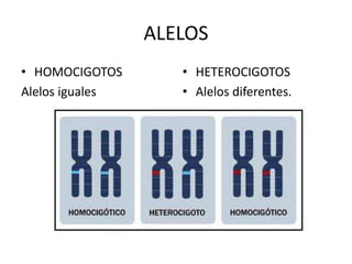ALELOS
• HOMOCIGOTOS
Alelos iguales
• HETEROCIGOTOS
• Alelos diferentes.
 