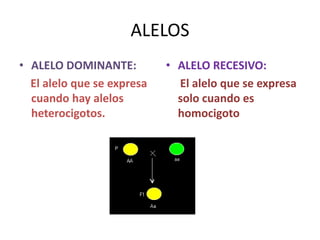 ALELOS
• ALELO DOMINANTE:
El alelo que se expresa
cuando hay alelos
heterocigotos.
• ALELO RECESIVO:
El alelo que se expresa
solo cuando es
homocigoto
 