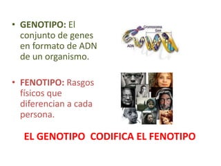 • GENOTIPO: El
conjunto de genes
en formato de ADN
de un organismo.
• FENOTIPO: Rasgos
físicos que
diferencian a cada
persona.
EL GENOTIPO CODIFICA EL FENOTIPO
 