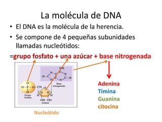 La molécula de DNA
• El DNA es la molécula de la herencia.
• Se compone de 4 pequeñas subunidades
llamadas nucleótidos:
=grupo fosfato + una azúcar + base nitrogenada
Adenina
Timina
Guanina
citocina
Nucleótido
 