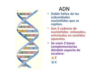 ADN
• Doble hélice de las
subunidades
nucleótidos que se
repiten.
• Son 2 cadenas de
nucleótidos enlazados,
orientadas en sentidos
opuestos.
• Se unen 2 bases
complementarias
dándole aspecto de
escalera:
A-T
G-C
 