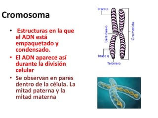 Cromosoma
• Estructuras en la que
el ADN está
empaquetado y
condensado.
• El ADN aparece así
durante la división
celular
• Se observan en pares
dentro de la célula. La
mitad paterna y la
mitad materna
 