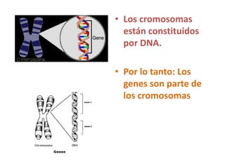 • Los cromosomas
están constituidos
por DNA.
• Por lo tanto: Los
genes son parte de
los cromosomas
 