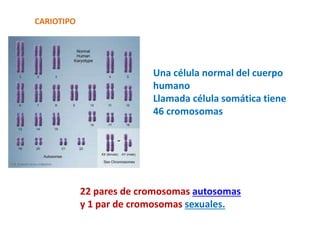 Una célula normal del cuerpo
humano
Llamada célula somática tiene
46 cromosomas
22 pares de cromosomas autosomas
y 1 par de cromosomas sexuales.
CARIOTIPO
 