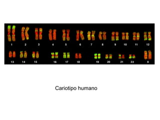 Cariotipo humano
 