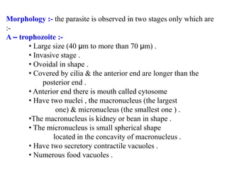 Morphology :- the parasite is observed in two stages only which are
:-
A – trophozoite :-
• Large size (40 µm to more than 70 µm) .
• Invasive stage .
• Ovoidal in shape .
• Covered by cilia & the anterior end are longer than the
posterior end .
• Anterior end there is mouth called cytosome
• Have two nuclei , the macronucleus (the largest
one) & micronucleus (the smallest one ) .
•The macronucleus is kidney or bean in shape .
• The micronucleus is small spherical shape
located in the concavity of macronucleus .
• Have two secretory contractile vacuoles .
• Numerous food vacuoles .
 