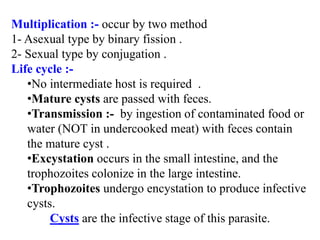 Multiplication :- occur by two method
1- Asexual type by binary fission .
2- Sexual type by conjugation .
Life cycle :-
•No intermediate host is required .
•Mature cysts are passed with feces.
•Transmission :- by ingestion of contaminated food or
water (NOT in undercooked meat) with feces contain
the mature cyst .
•Excystation occurs in the small intestine, and the
trophozoites colonize in the large intestine.
•Trophozoites undergo encystation to produce infective
cysts.
Cysts are the infective stage of this parasite.
 