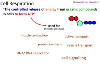 Cell Respiration (8.1 & C3)
